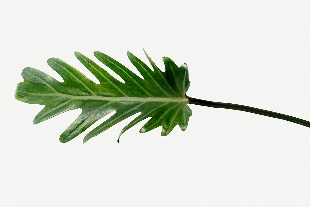 Closeup of fresh green Philodendron Xanadu leaf mockup