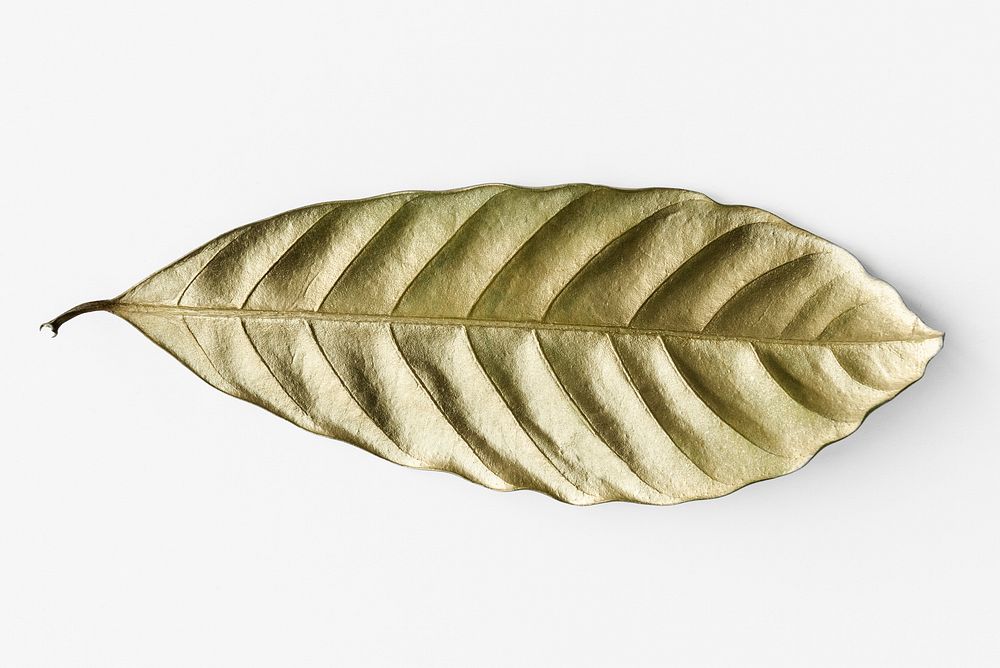 Leaf painted in gold on an off white background