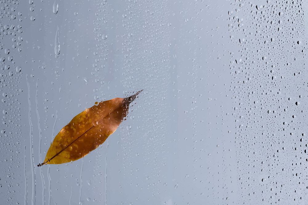 Rainy window background, brown leaf on glass vector