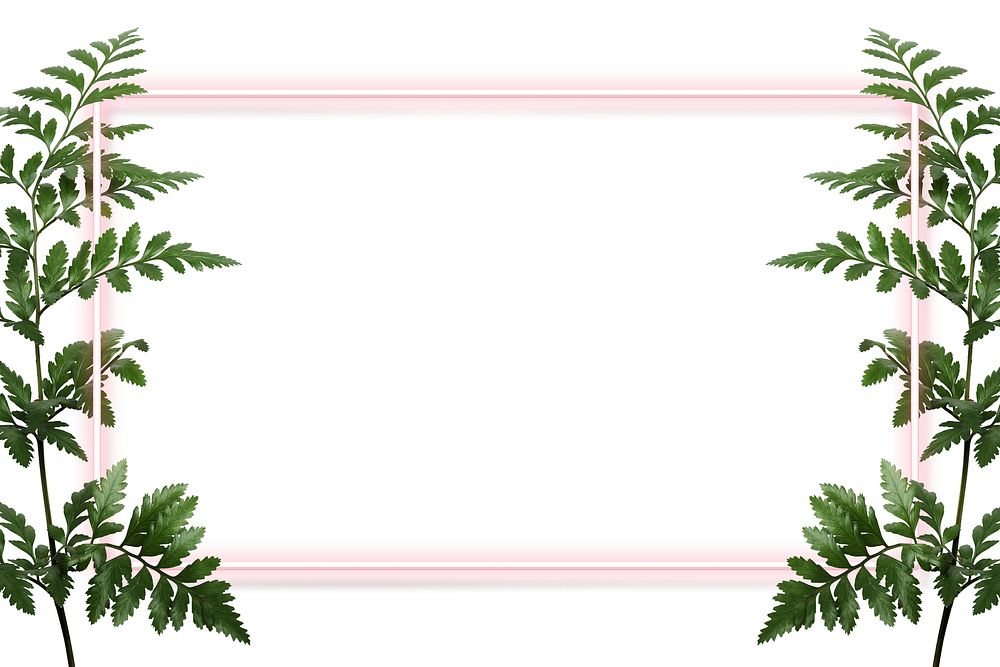 Leatherleaf fern with pink rectangle frame on white background