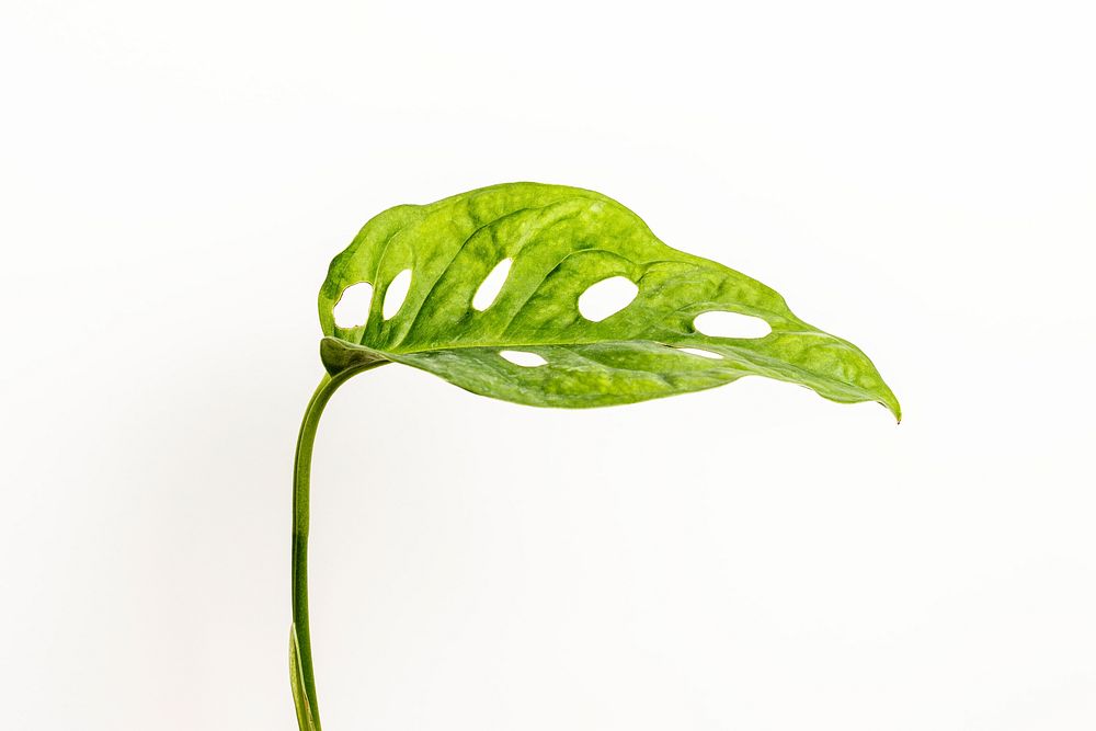 Monstera obliqua leaf on white background