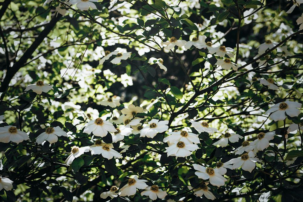 White flowers blooming on a tree