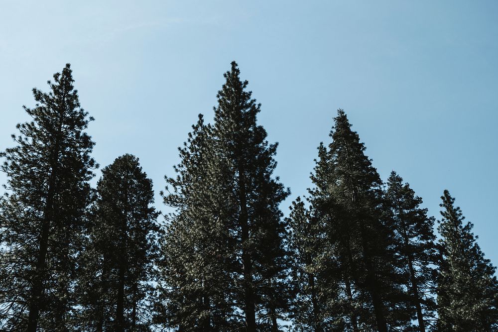 Tall pine trees in Yosemite National Park