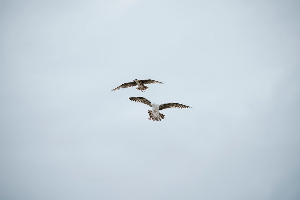 Two seagulls flying over in the sky
