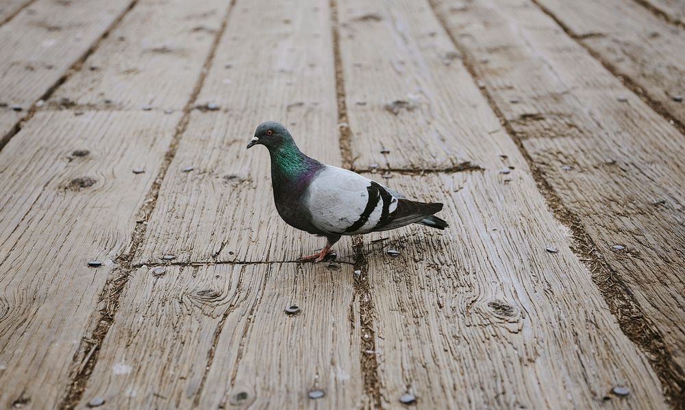 Pigeon standing on wooden floor