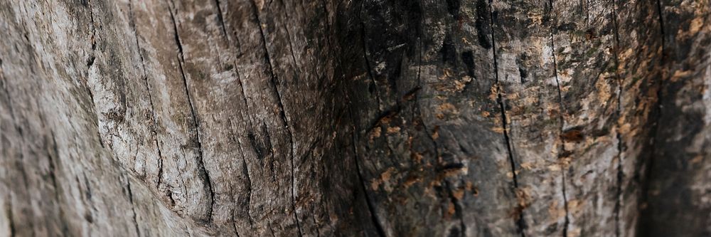 Natural brown tree background texture