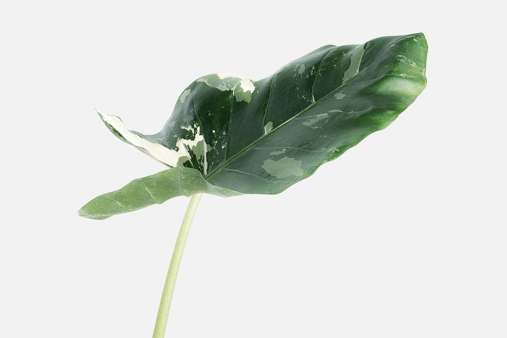 Arrowleaf elephant ear leaf isolated on an off white background
