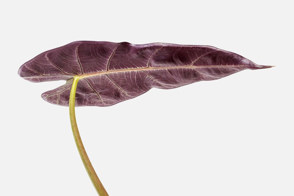 Purple underneath of Amazonian Elephant Ear leaf on an off white background