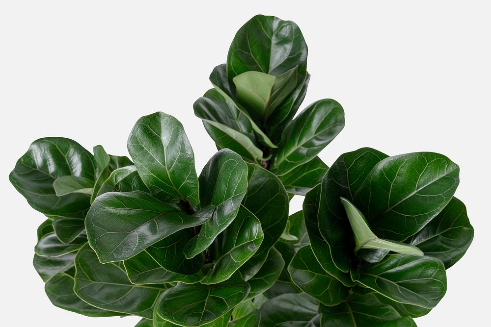 Fiddle-leaf fig plant on an off white background