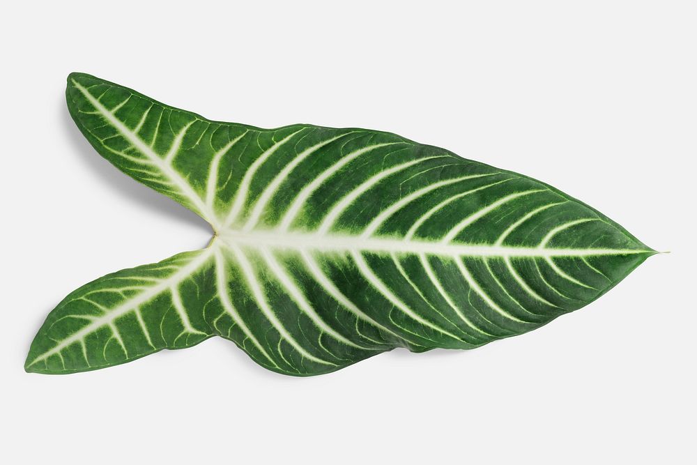 Tropical Alocasia leaf on an off white background