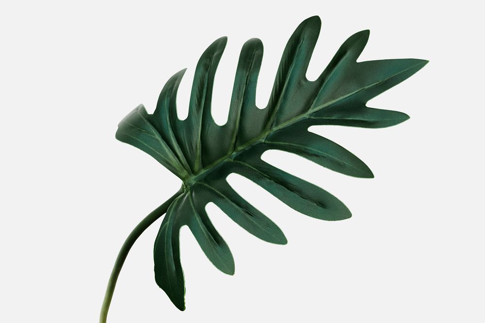 Philodendron xanadu leaf mockup on an off white background