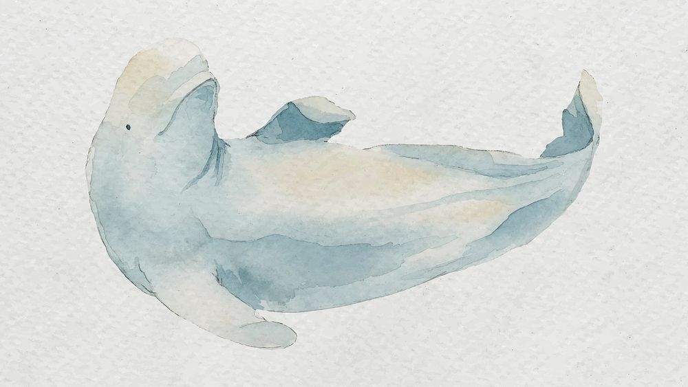 Watercolor painted beluga whale on white canvas vector