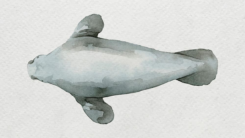 Watercolor painted dugong on white canvas vector