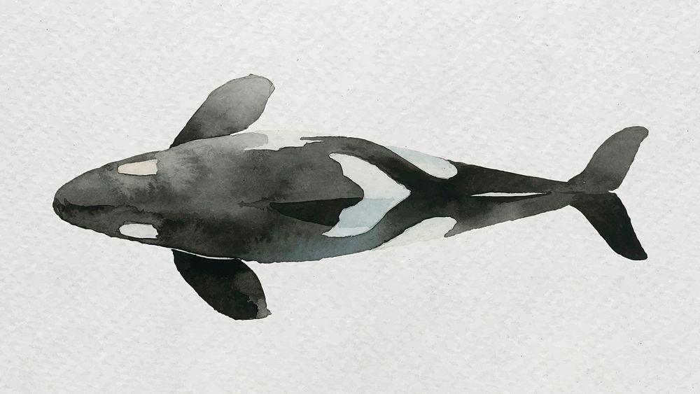Watercolor painted killer whale on white canvas vector