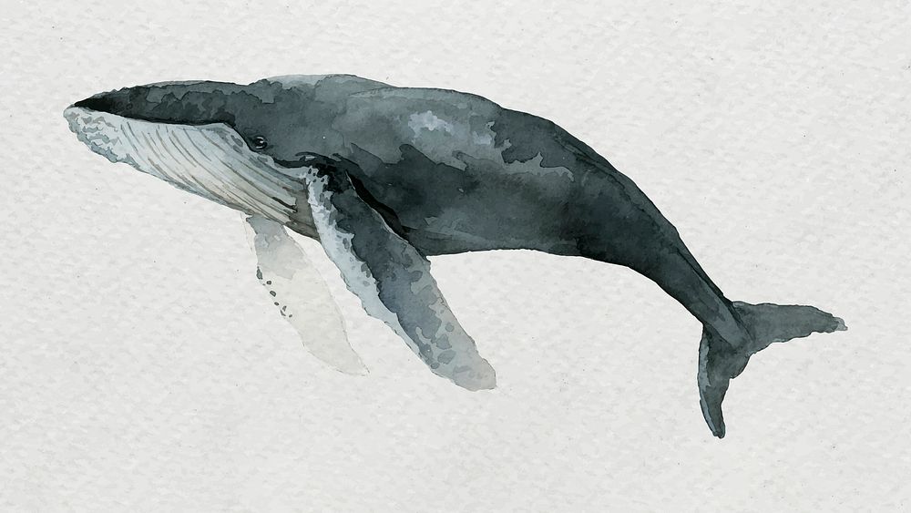 Humpback whale watercolor painting on white vector