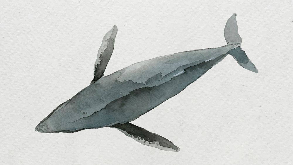 Watercolor painted whale on white canvas vector