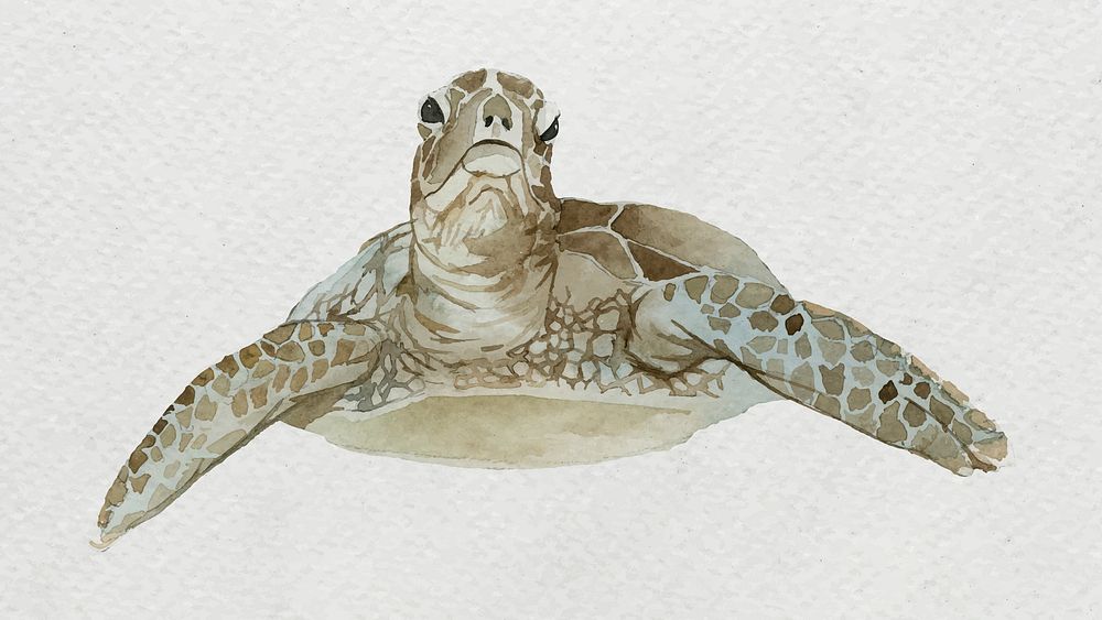Watercolor painted sea turtle on white canvas vector