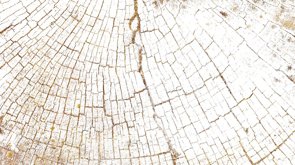 Bleached tree rings textured blog banner background