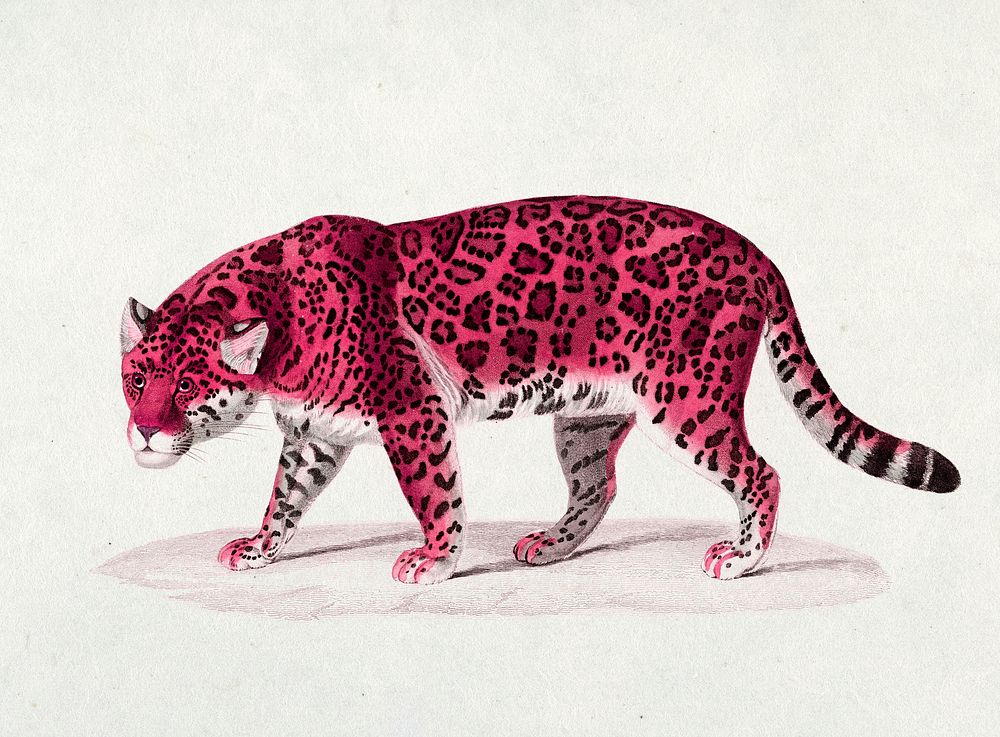 Pink jaguar vintage illustration, remix from original artwork.