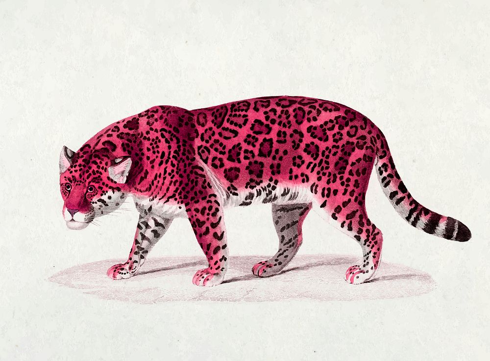 Pink jaguar vintage illustration vector, remix from original artwork.