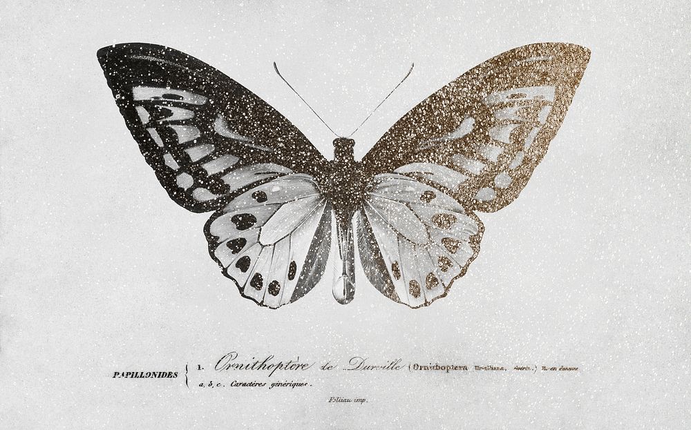 Birdwing butterfly vintage illustration, remix from original artwork.