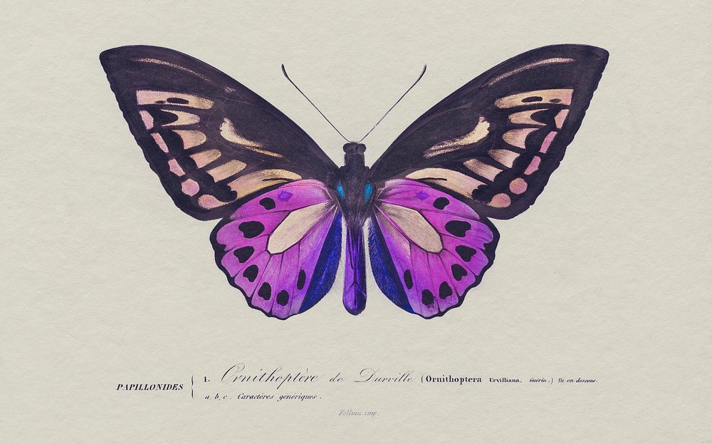 Birdwing butterfly vintage illustration, remix from original artwork.