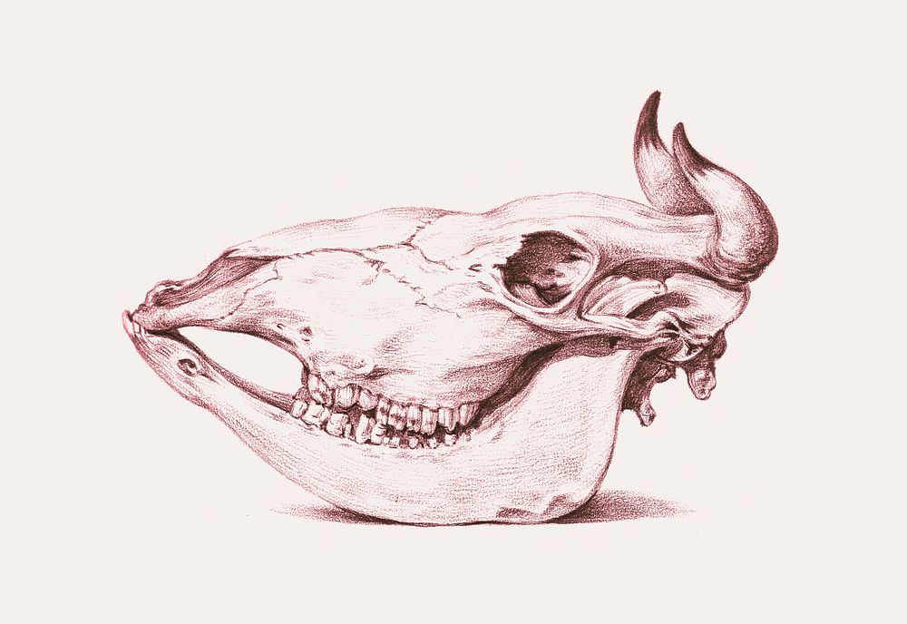 Cow skull vintage illustration, remix from original artwork.