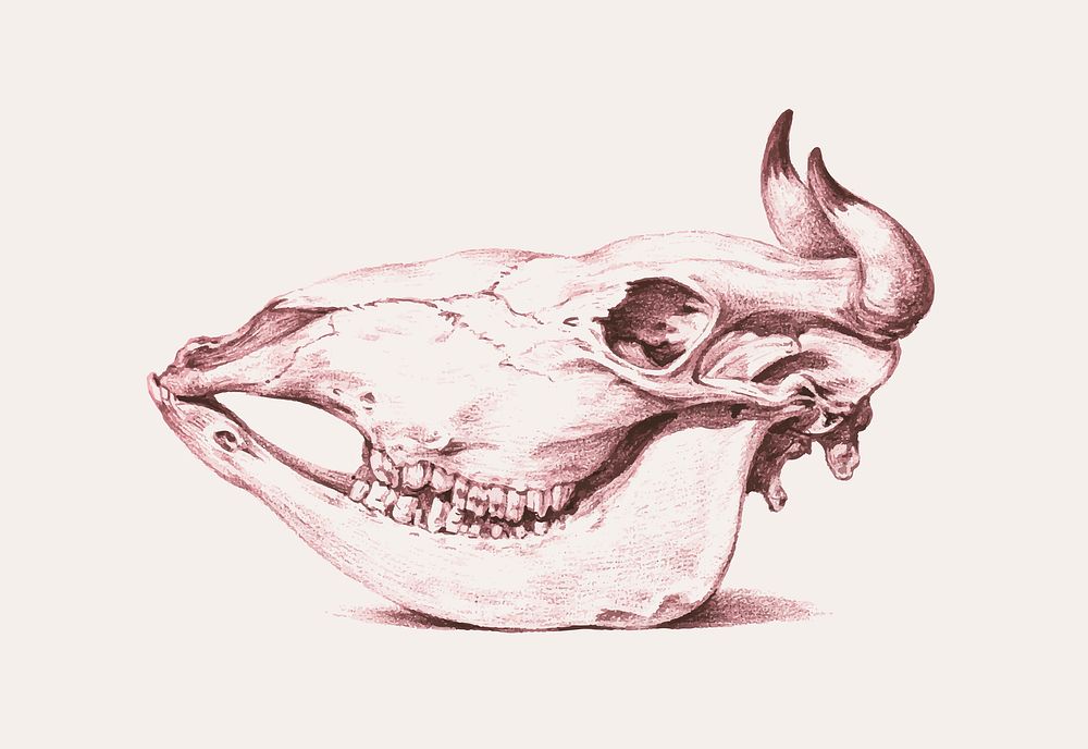 Cow skull vintage illustration vector, remix from original artwork.
