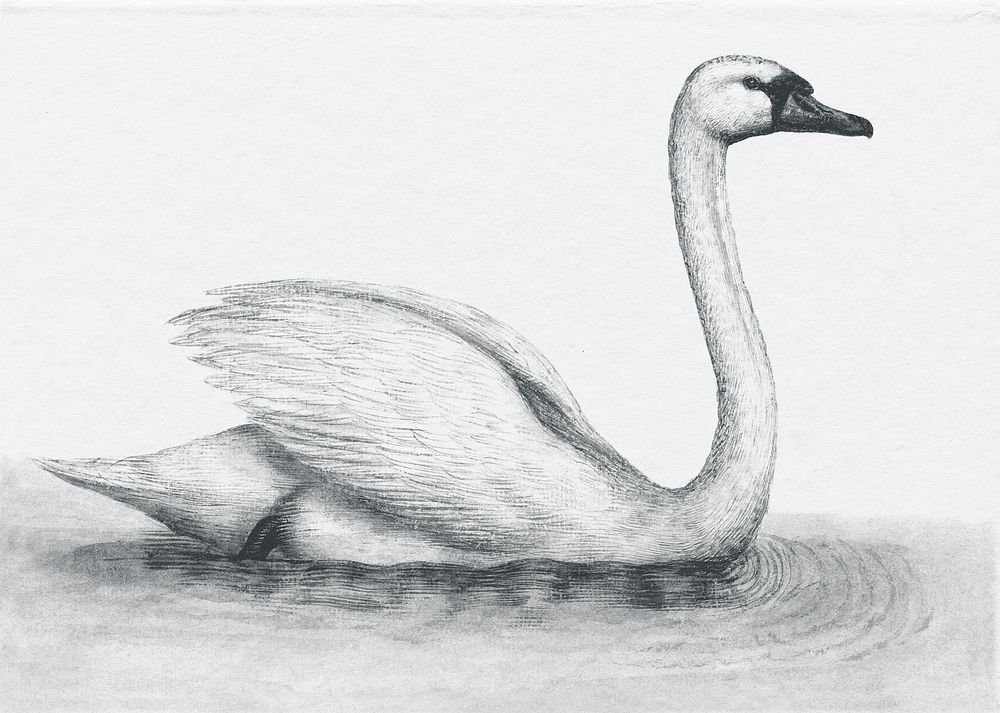 Monotone swan vintage illustration, remix | Premium Photo Illustration ...