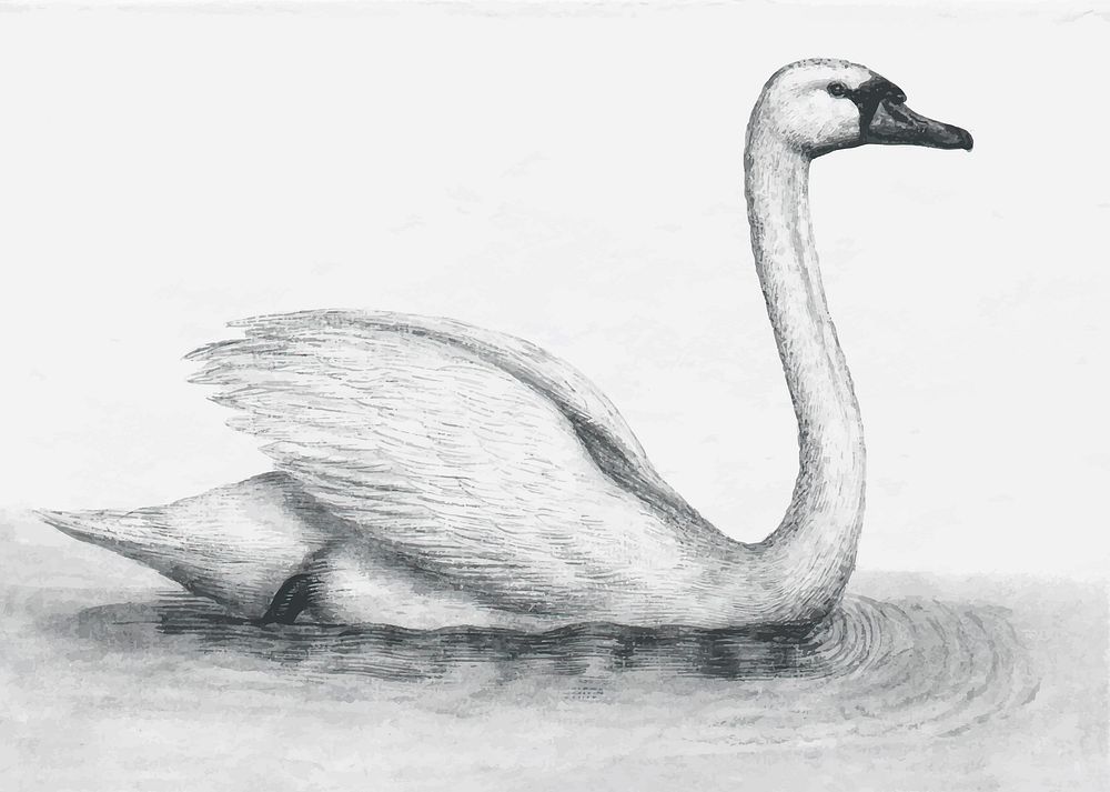 Monotone swan vintage illustration vector, remix from original artwork.