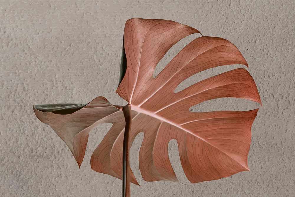 Copper monstera leaf on a gray background design resource vector