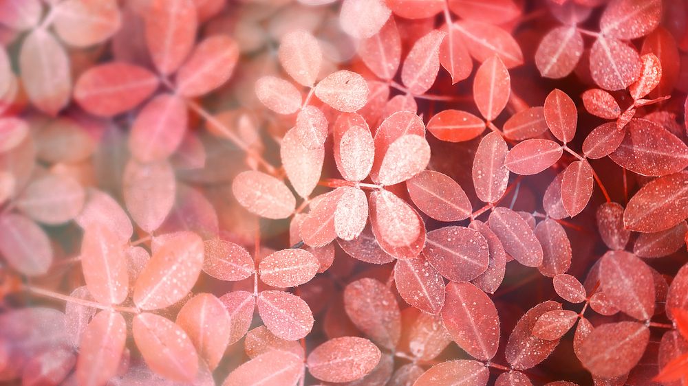Autumnal red leaves background