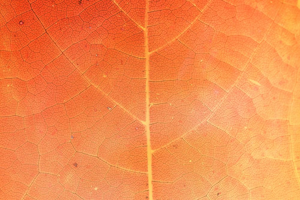 Orange leaf pattern textured backdrop