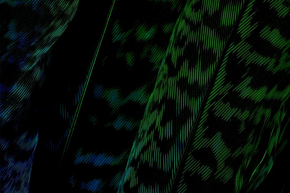 Dark green calathea zebrina leaf background