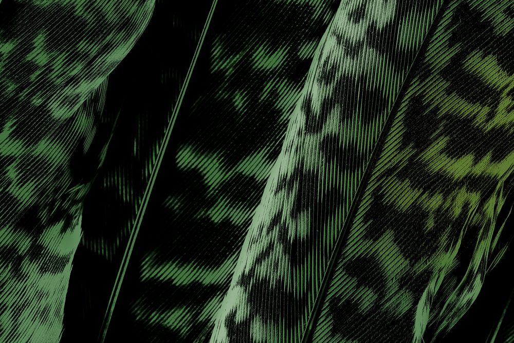 Dark green calathea zebrina leaf background