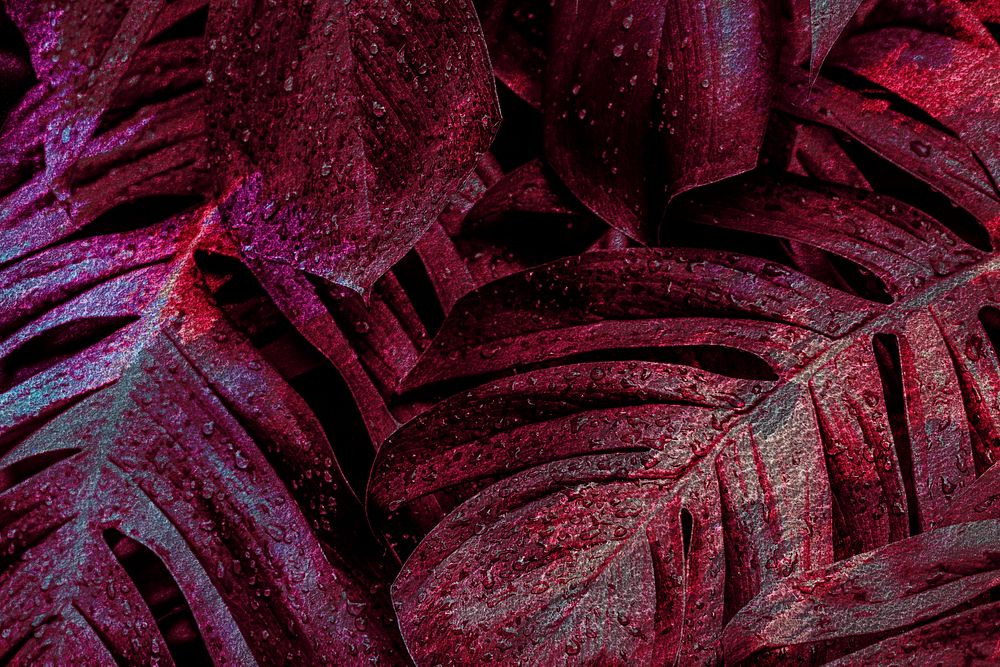 Dark red monstera leaf background illustration