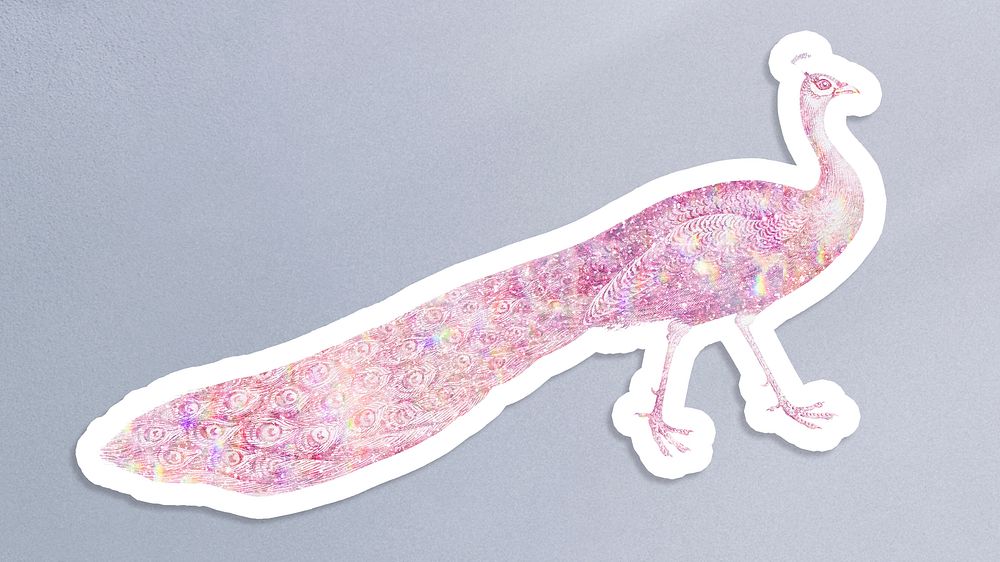 Pink holographic peacock sticker with a white border