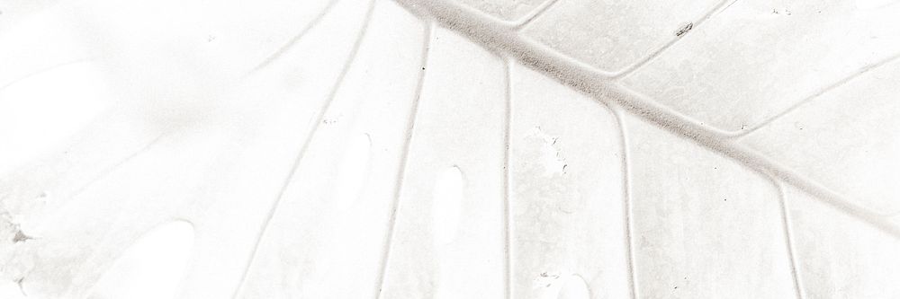White xanthosoma leaf textured background 
