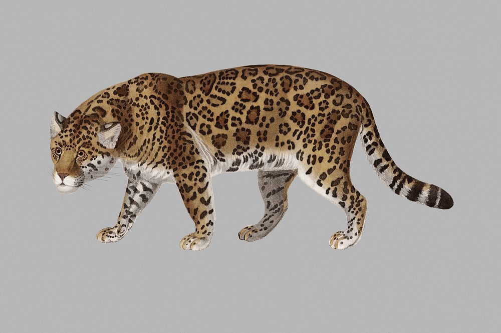 Hand drawn jaguar on a gray background