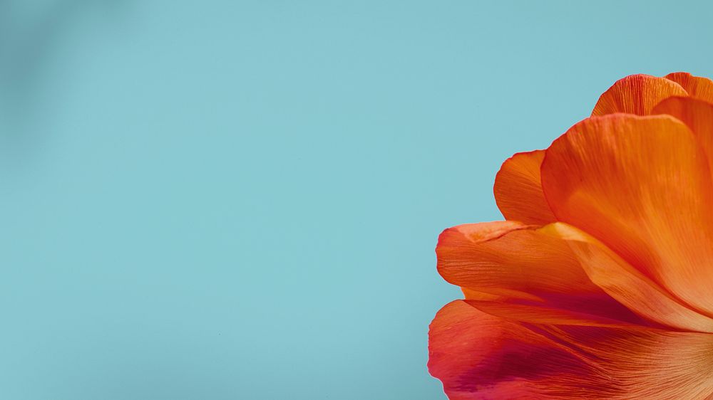 Closeup of red poppy flower petals on blue background