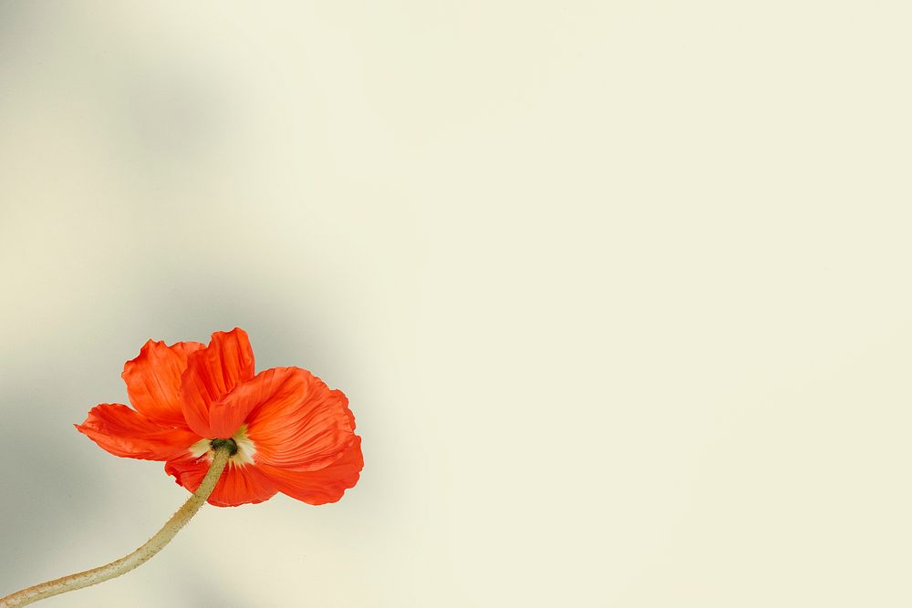 Red poppy flower on beige background