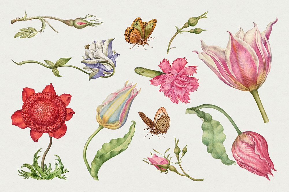 Vintage illustration floral drawing set, remix from The Model Book of Calligraphy Joris Hoefnagel and Georg Bocskay