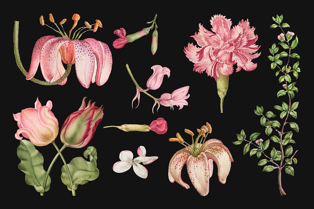 Vintage blooming pink flower vector illustration set, remix from The Model Book of Calligraphy Joris Hoefnagel and Georg…