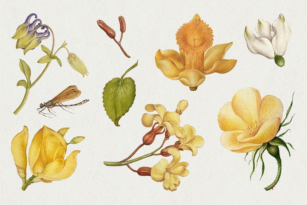 Botanical hand drawn d vintage yellow flower psd set, remix from The Model Book of Calligraphy Joris Hoefnagel and Georg…