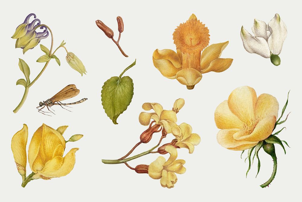 Botanical hand drawn vector vintage yellow flower set, remix from The Model Book of Calligraphy Joris Hoefnagel and Georg…