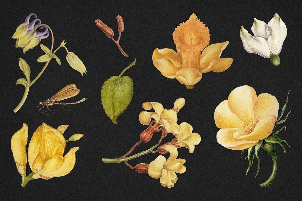 Yellow flowers psd botanical illustration set, remix from The Model Book of Calligraphy Joris Hoefnagel and Georg Bocskay