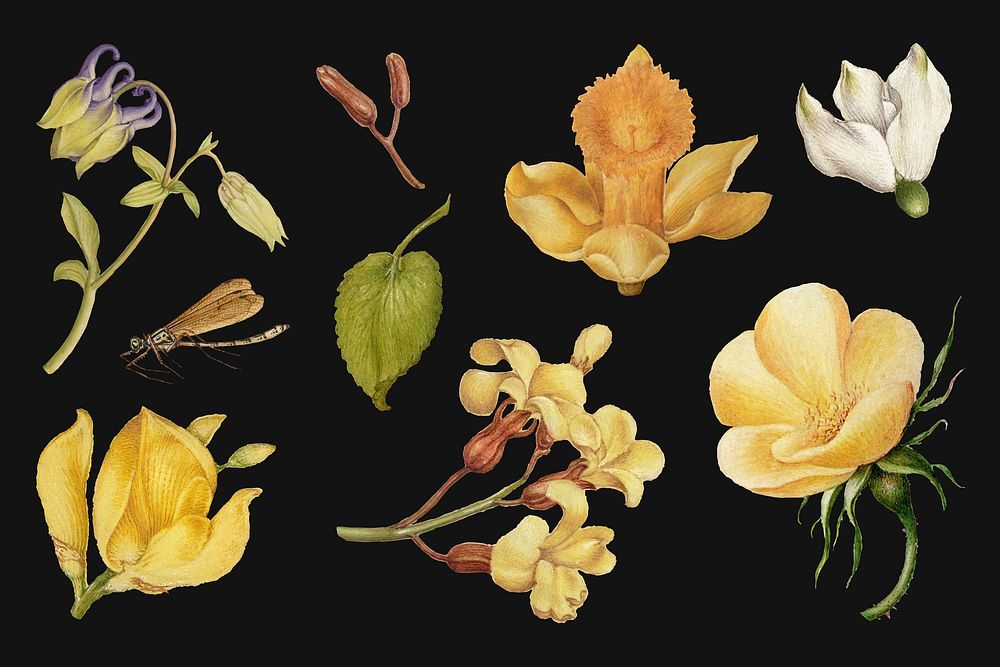 Yellow flowers vector botanical illustration set, remix from The Model Book of Calligraphy Joris Hoefnagel and Georg Bocskay