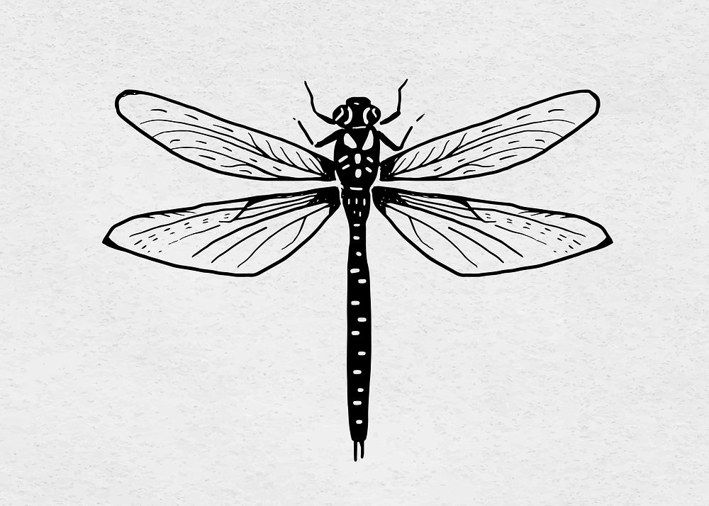 Dragonfly black vector hand drawn clipart