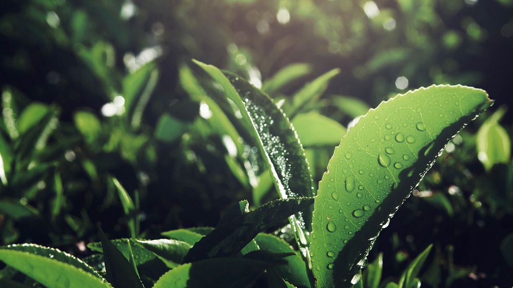 Organic tea leaves with water drops background