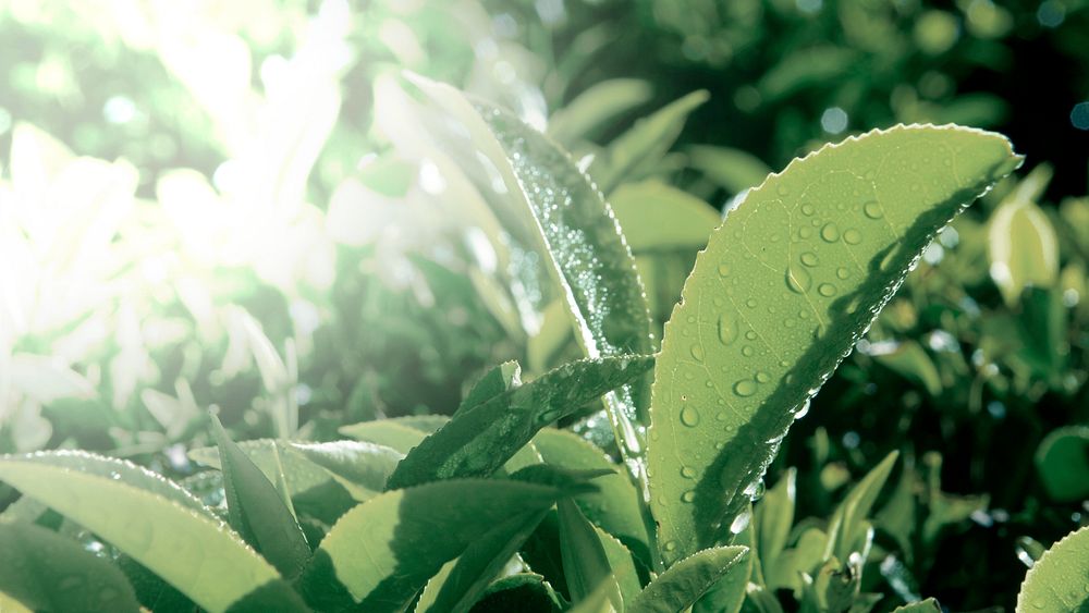 Fresh green leaves with dew drops background